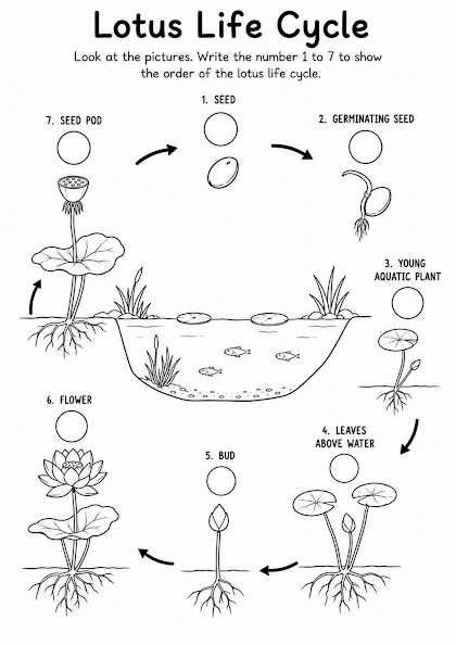 Lotus Life Cycle Worksheet