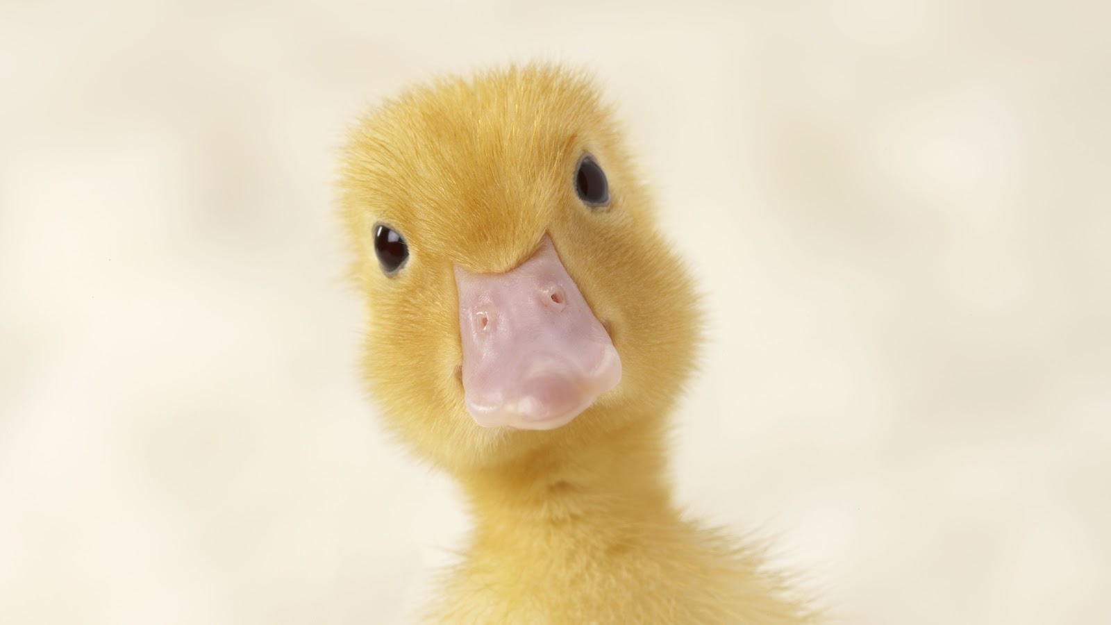 Cute Yellow Duckling Close-Up Portrait