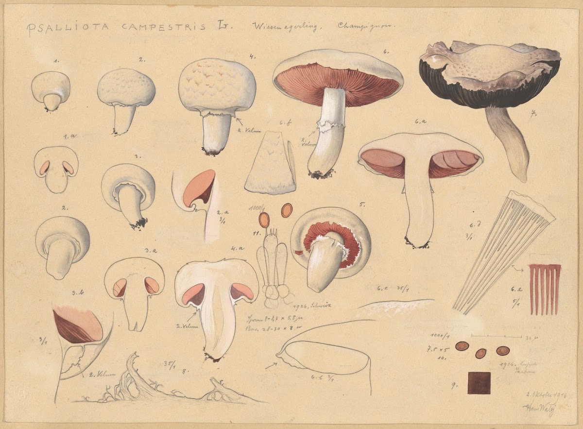 Psalliota campestris L 1915 1945
