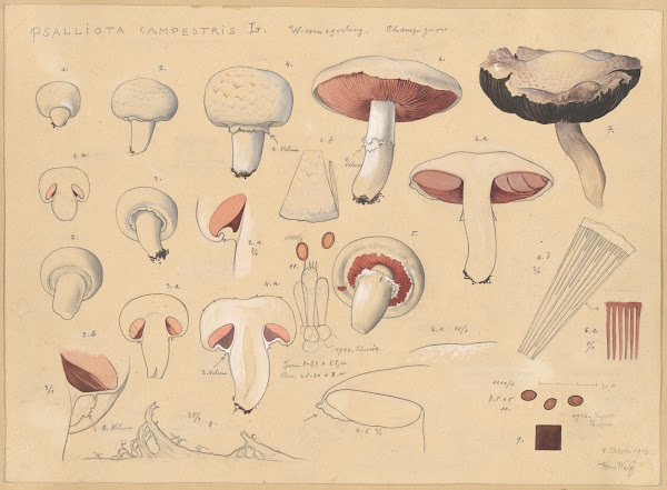 Psalliota campestris L 1915 1945