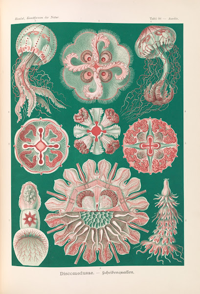 Discomedusae  Schweibenquallen 1904