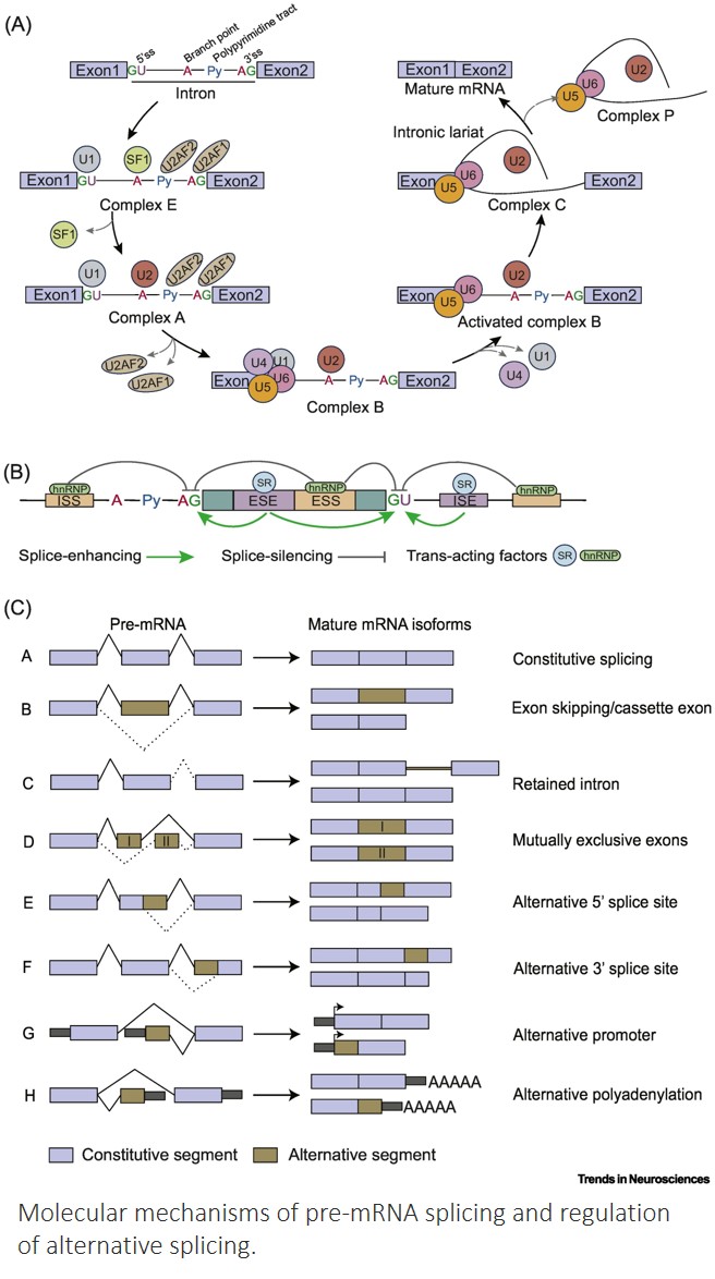 Alternative splicing dysregulation in CAG repeat expansion diseases