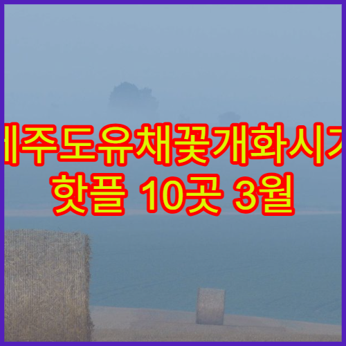 제주도유채꽃개화시기 핫플 10곳 3월 인생샷 완벽 코스