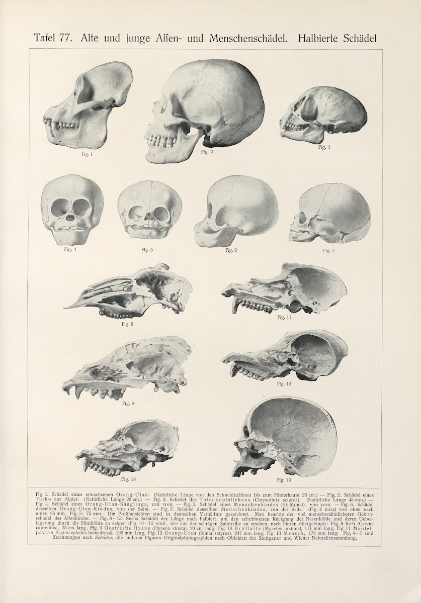 Alte und junge Affen  und Menschenschadel Halbierte Schadel 1909