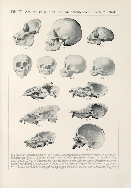 Alte und junge Affen  und Menschenschadel Halbierte Schadel 1909
