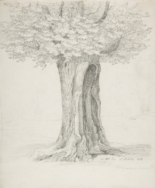 Study of a Tree 1832