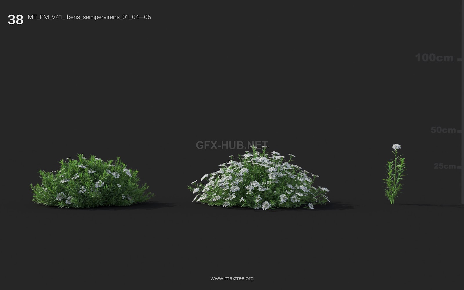 Maxtree - Plant Models Vol.41