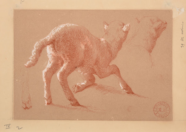 Agneau et études de tête et de patte