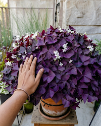 Oxalis Purple Plant