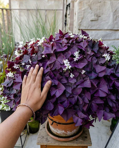 Oxalis Purple Plant