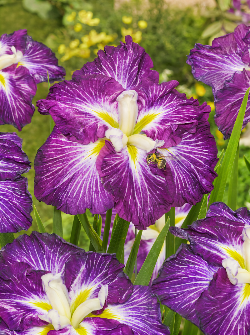 Iris ensata Dinner Plate Jell-o, fiori rosa pastello in stagno ornamentale