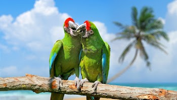 Parrots Wallpaper