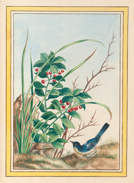 Plantes de Chine Pl088 1776