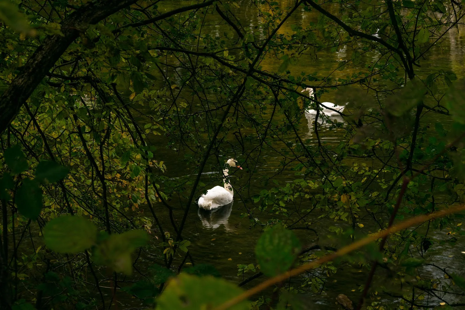 White Swans in Forest Pond - Nature Photography 5K Wallpaper (6000x4000)