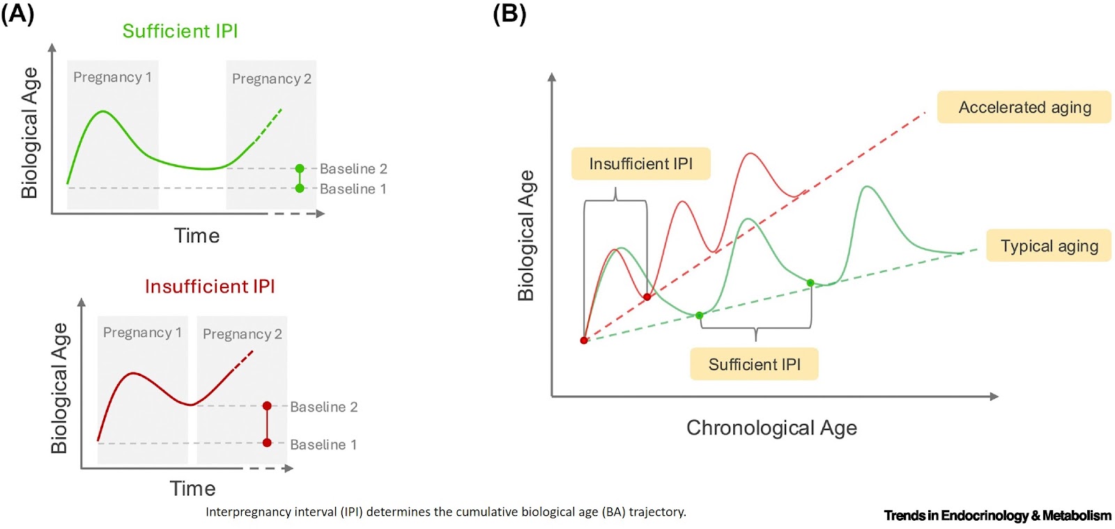 The postpartum recovery window as a determinant of maternal aging