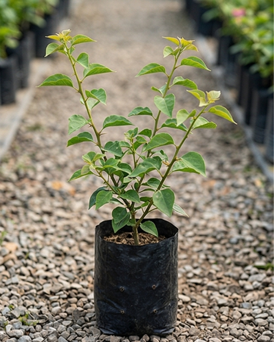 Imported Adarna Gold Bougainvillea Plant — view 3