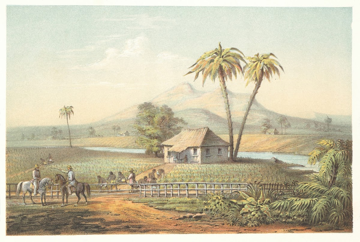 Vista de una vega de tabaco 1855
