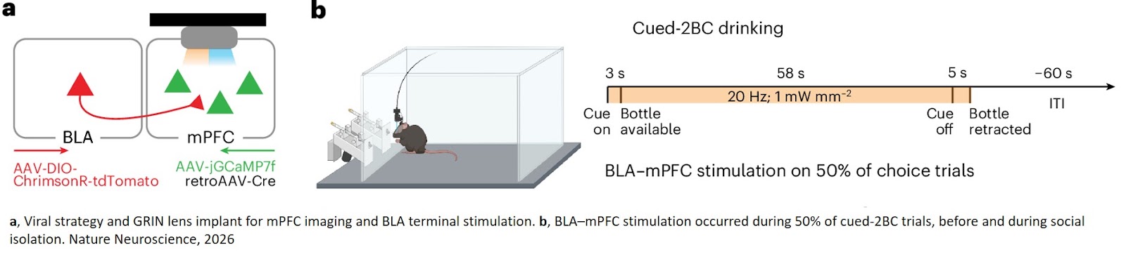 Social isolation recruits amygdala–medial prefrontal cortex projections to escalate alcohol drinking in male mice