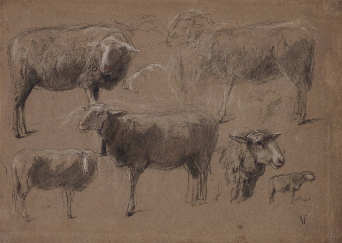 Studies of Sheep second half 1800s