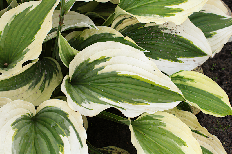 Hosta 'Silk Road' con foglie variegate in un giardino ombreggiato