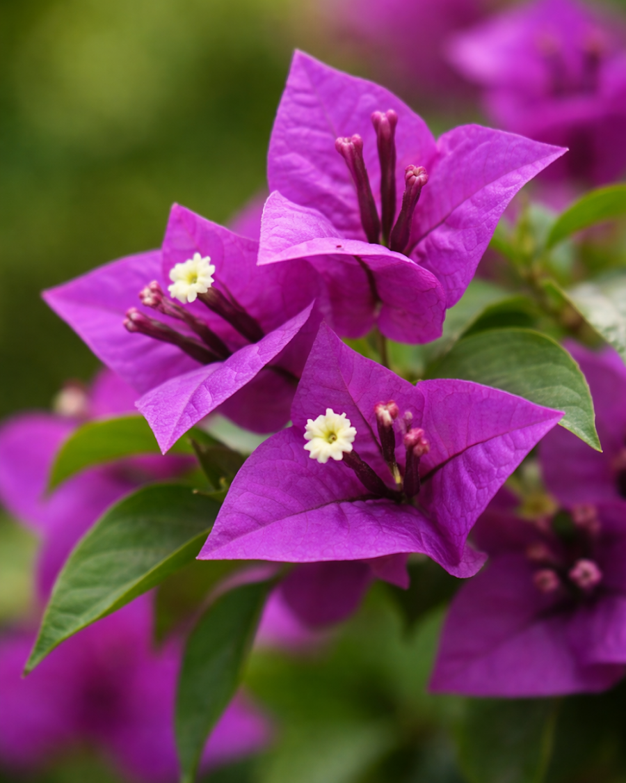 Imported Deepest Purple Bougainvillea Plant — view 3