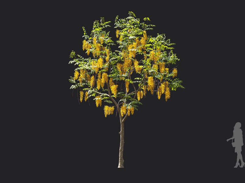 Maxtree - Plant Models Vol.119