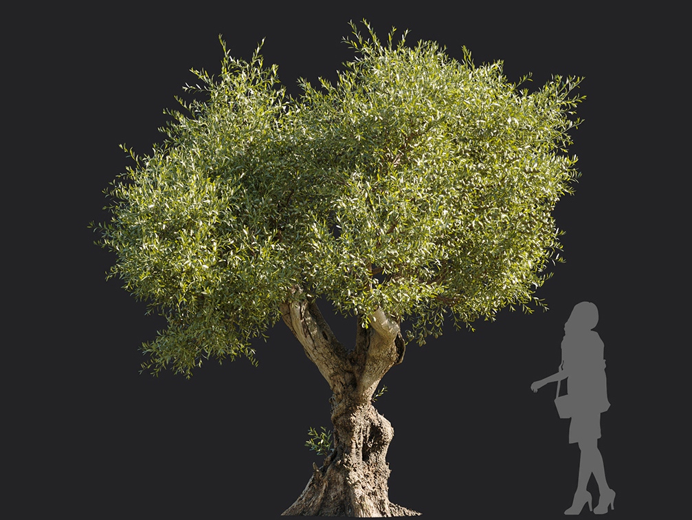 Maxtree - Plant Models Vol.113