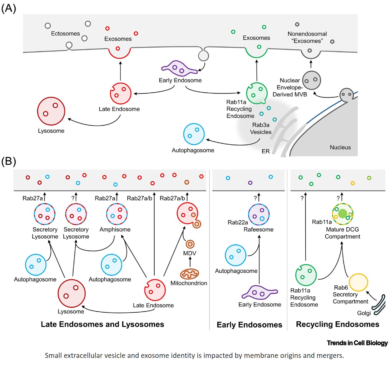 Generating exosome subtypes: diverse membrane origins and mergers