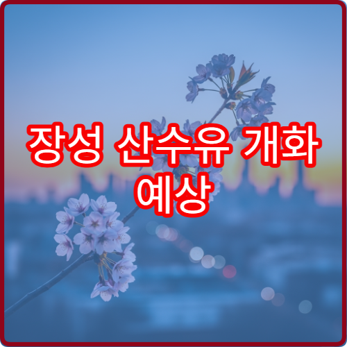 장성 산수유 개화 예상 산수유 절정 시기