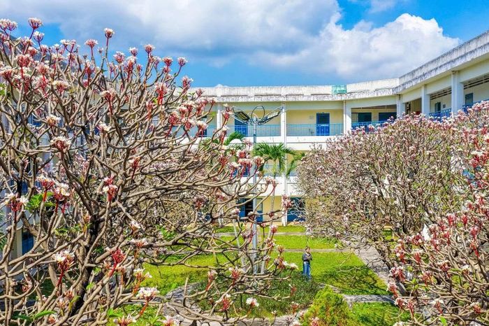 Ngất ngây mùa sứ trắng ở 'ngôi trường bên bờ biển' - Báo Gia Lai