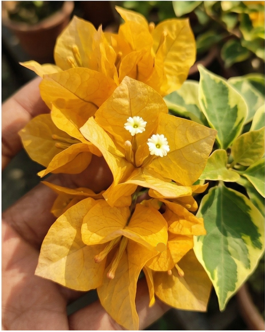 Imported July Gold Bougainvillea Plant — view 2