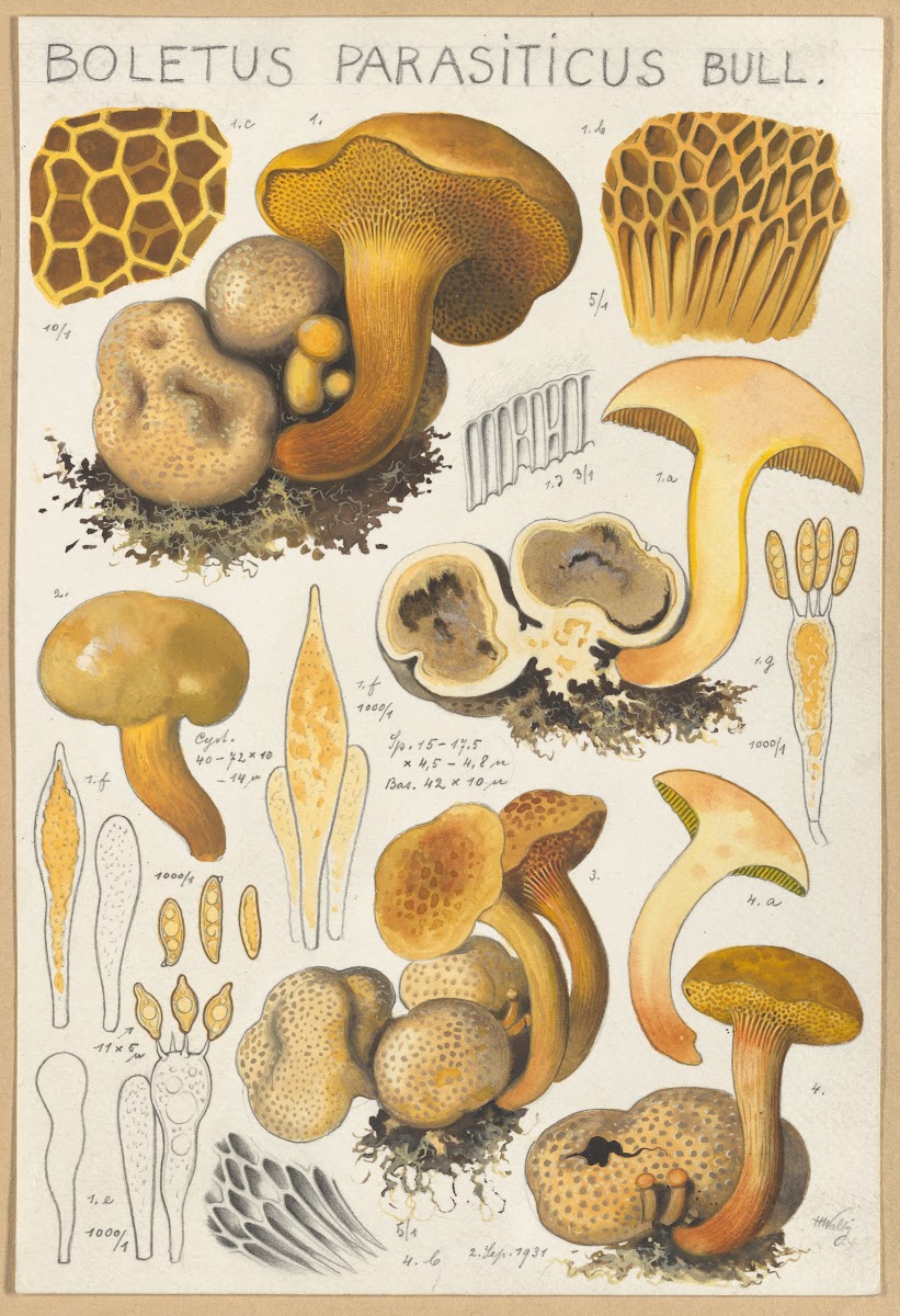 Boletus parasiticus 1915 1945