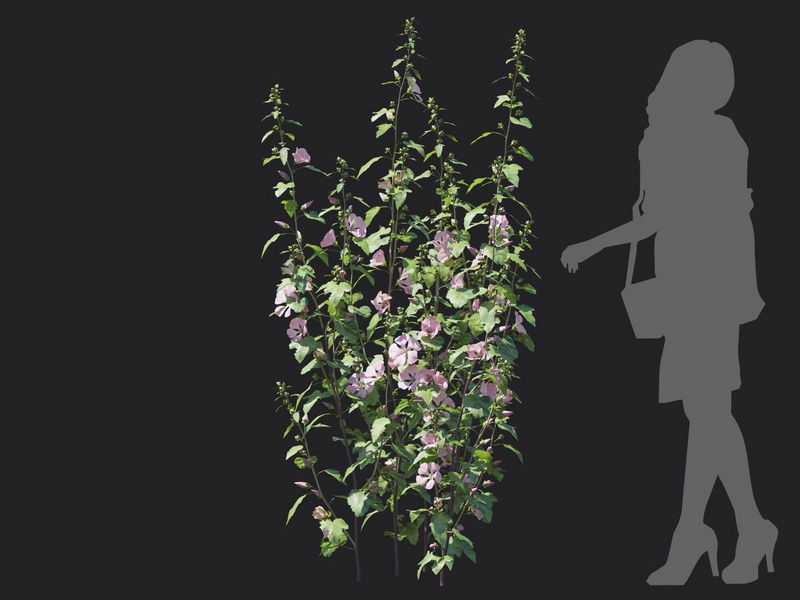 Maxtree - Plant Models Vol.129