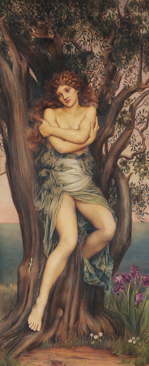 The Dryad 1884 1885