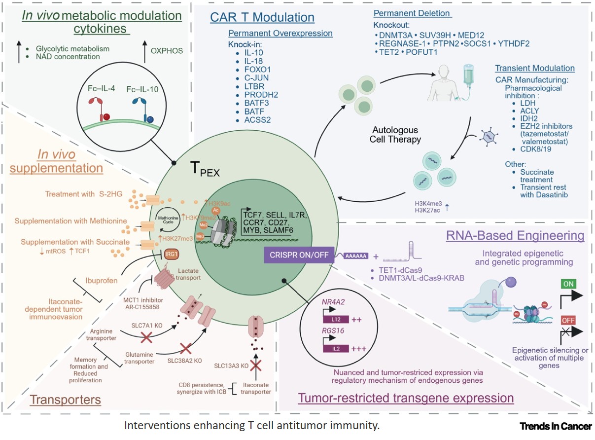 Epigenetic, epitranscriptomic, and metabolic control of T cell exhaustion