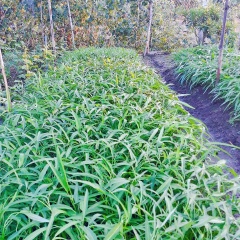 Hái, rửa sạch rau và ngâm vào nước muối pha loãng khoảng 10 phút (rau nhà trồng, không có thuốc trừ sâu nên ngâm rau vào muối loãng để loại trừ trứng và sâu non). Sau đó, vớt rau ra rửa lại và để ráo.
