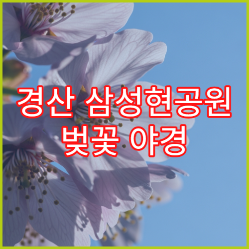 경산 삼성현공원 벚꽃 야경 역사문화 배경 인생샷 포토존 TOP3