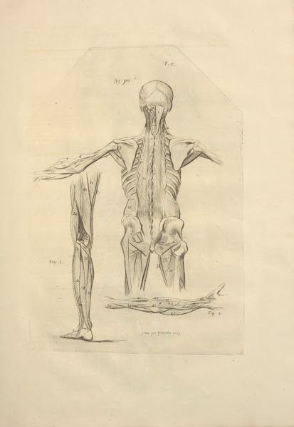 Nouveau Recueil Dosteologie Et De Myologie Dessine Dapres Nature Pl54 1779