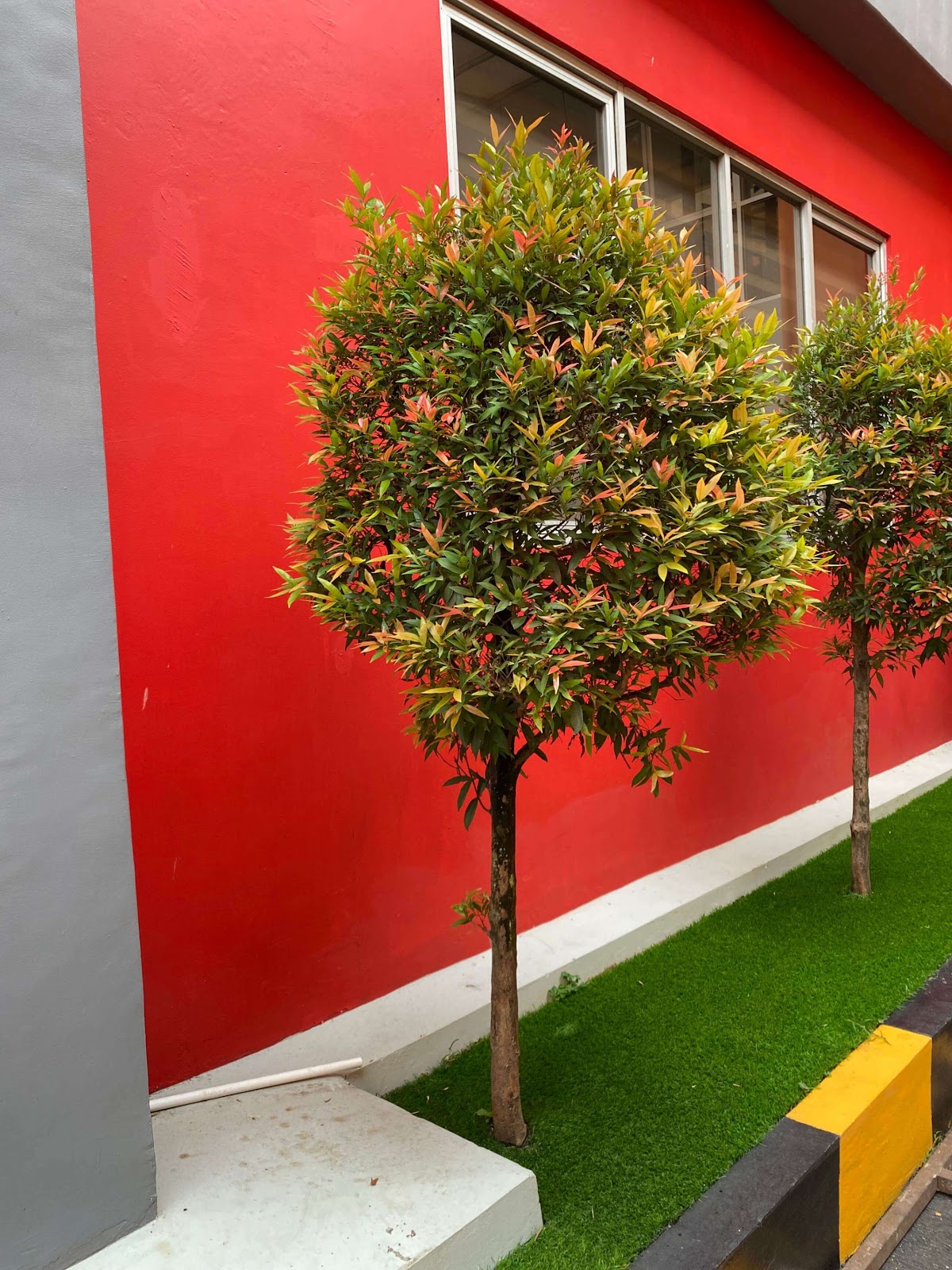 image of Red Shoot Tree