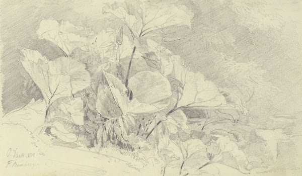 Coltsfoot 1855