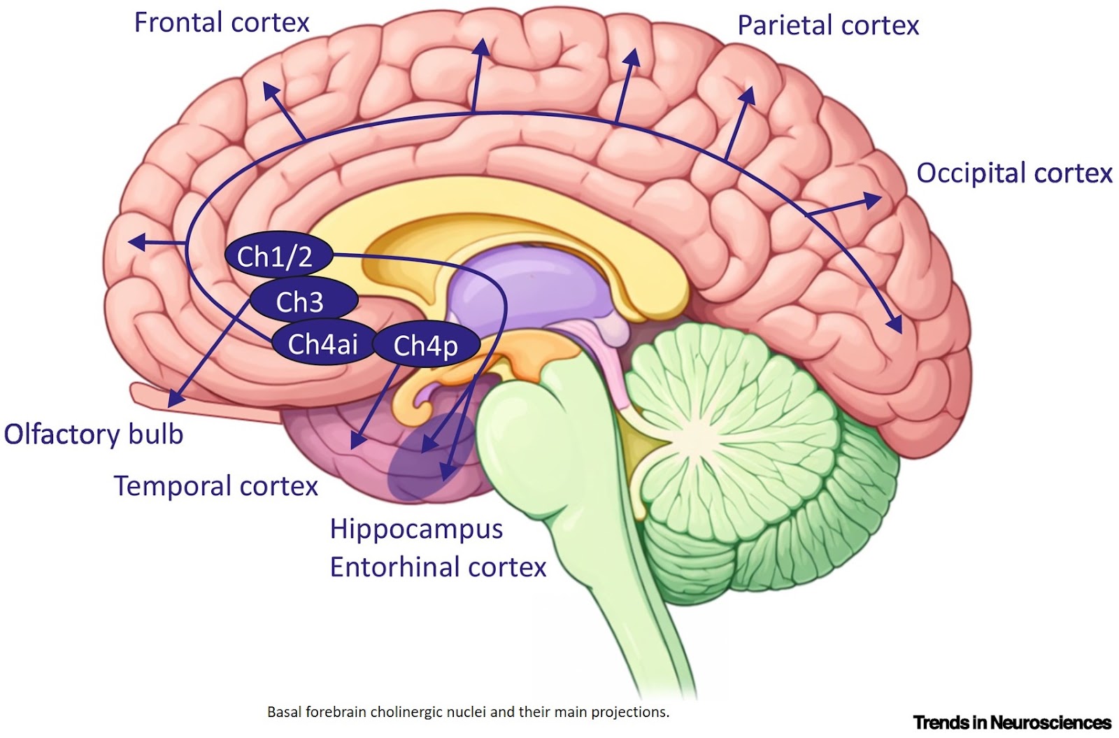 Spatial navigation and the basal forebrain in Alzheimer’s disease and other neurodegenerative diseases