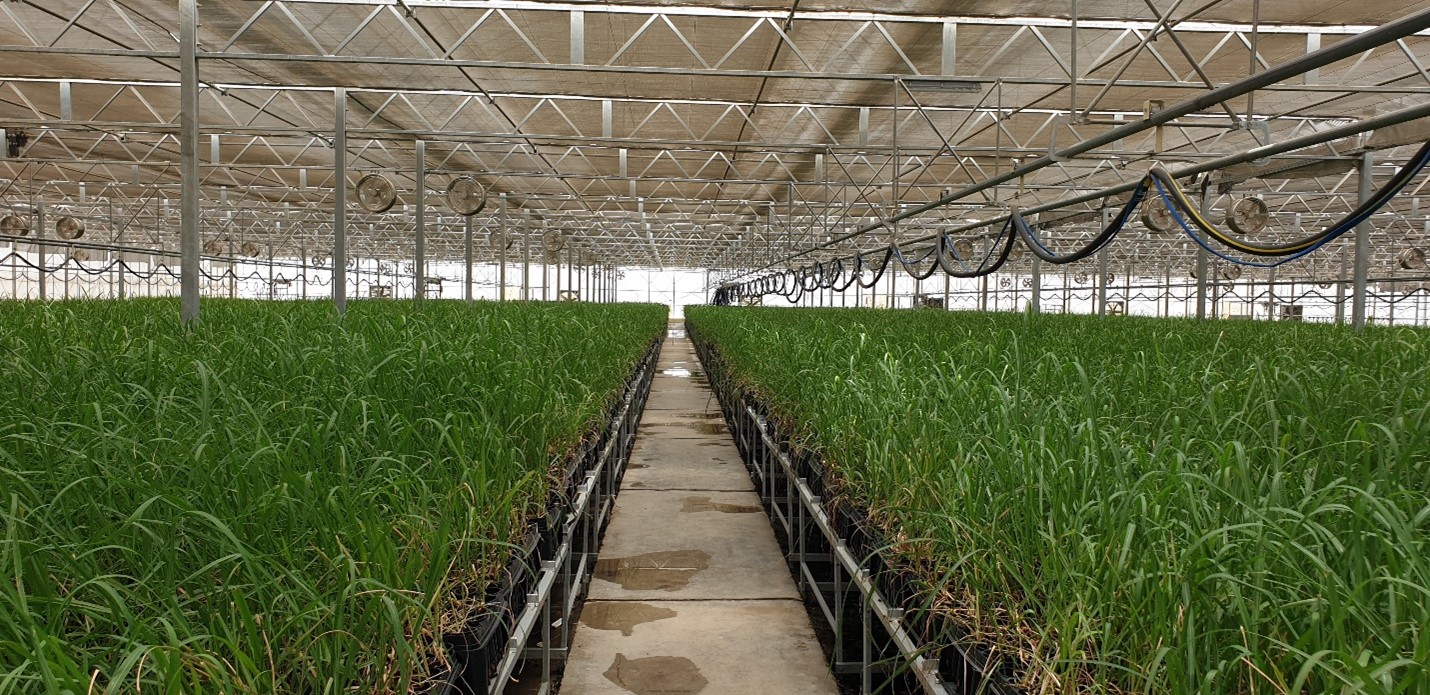 SANAM world-first automated sugarcane seedling factory for the Ministry of Agriculture