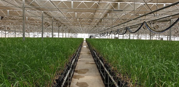 Sugarcane Seedling Factory