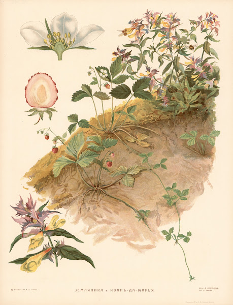 Strawberry  Toadflax 1910