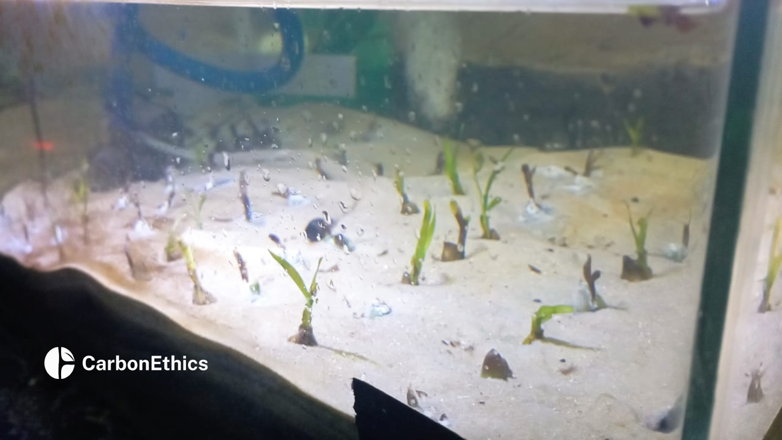 Close-up view of seagrass seedlings growing in a controlled aquarium environment, part of CarbonEthics' research on sustainable restoration practices.