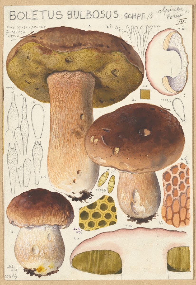 Boletus bulbosus 1915 1945