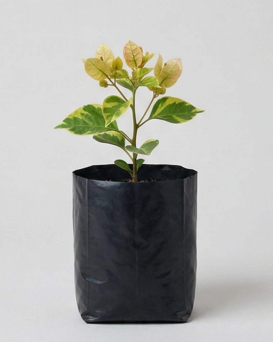 Imported Monalisa Black Bougainvillea Plant — view 4