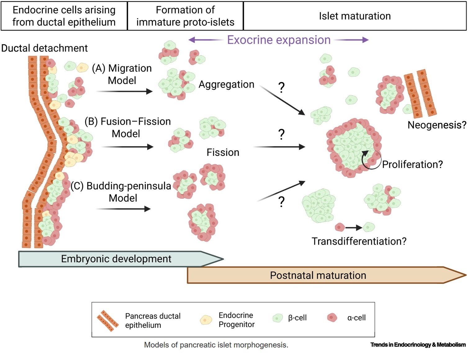 From architecture to function: mechanisms shaping pancreatic islet morphogenesis