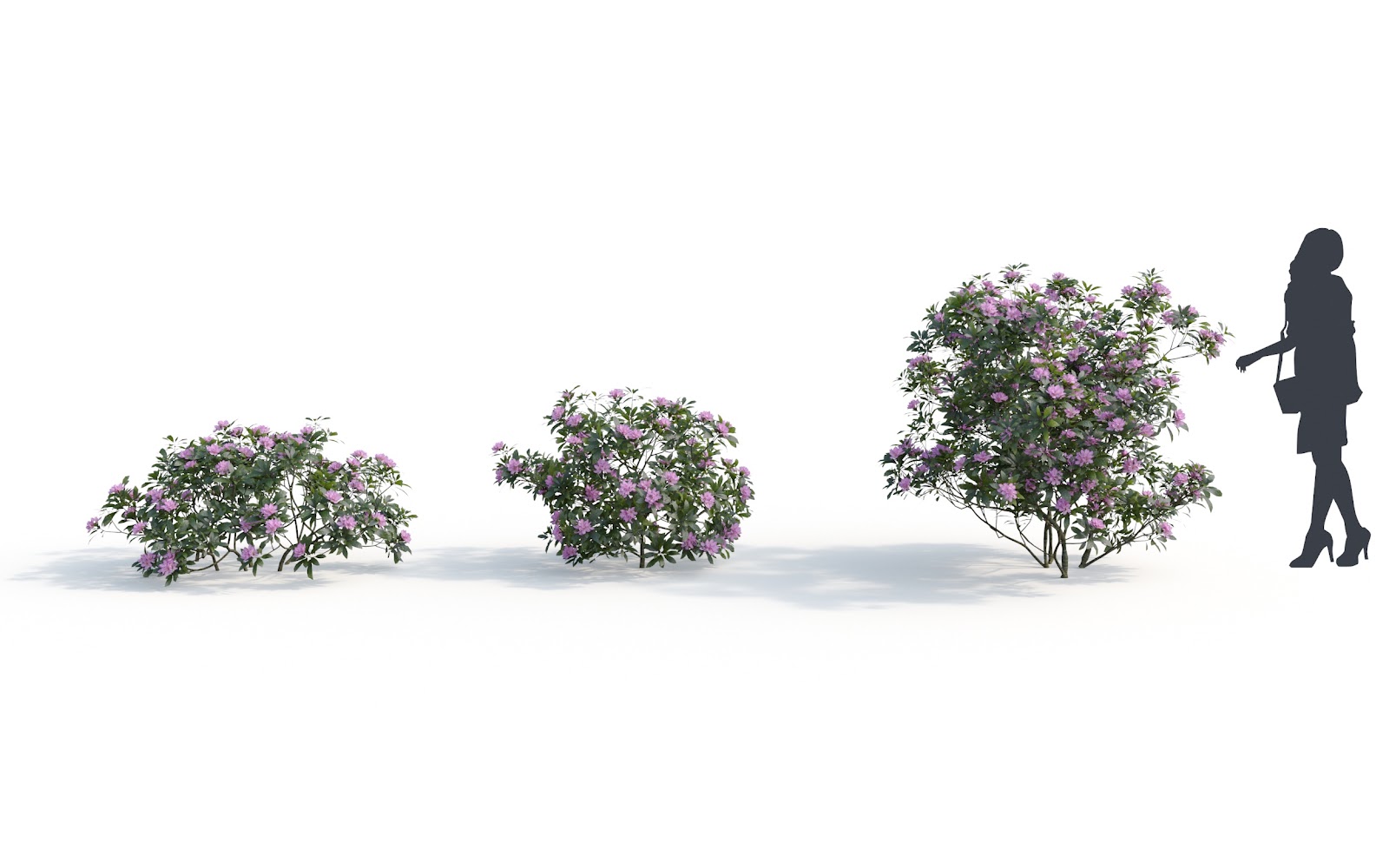 Maxtree - Plant Models Vol.6