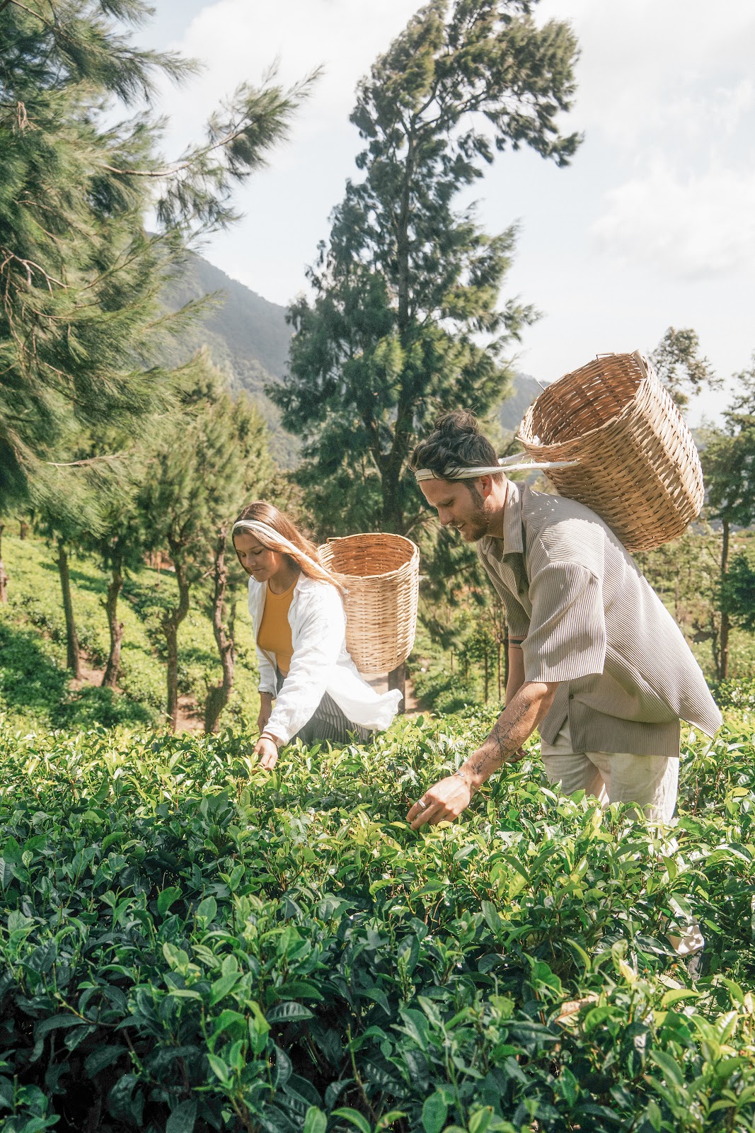 Tea plucking on the Kabaragalla Estate